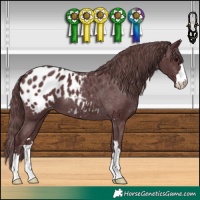 Horse Color:Chocolate Black Appaloosa 