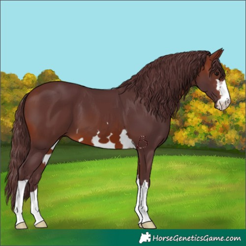 Horse Color:Chocolate Brown 