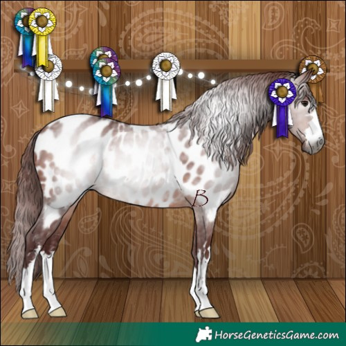 Horse Color:Gray Chocolate Bay Near Leopard