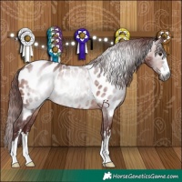Horse Color:Gray Chocolate Bay Near Leopard 