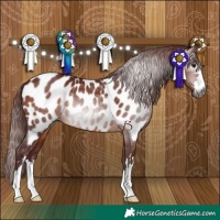 Horse Color:Gray Chocolate Bay Appaloosa 