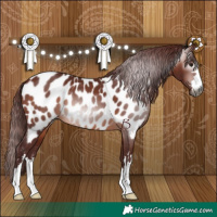 Horse Color:Gray Chocolate Bay Appaloosa