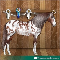 Horse Color:Gray Chocolate Bay Appaloosa 
