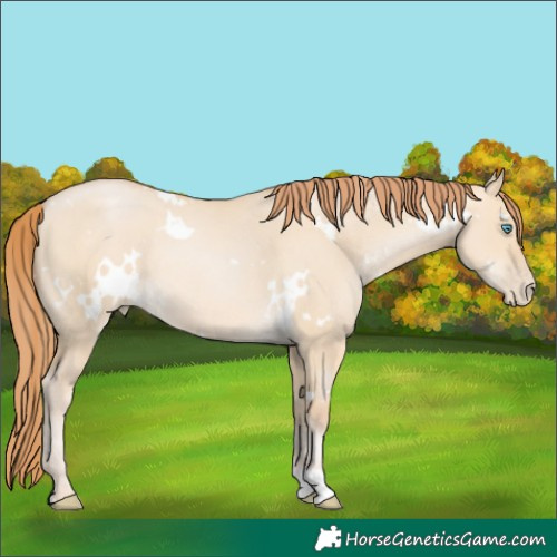 Horse Color:White Spotted Buckskin Pearl Dun Rabicano 