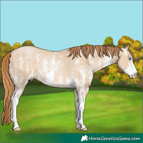 Horse Color:Buckskin Pearl Sabino 