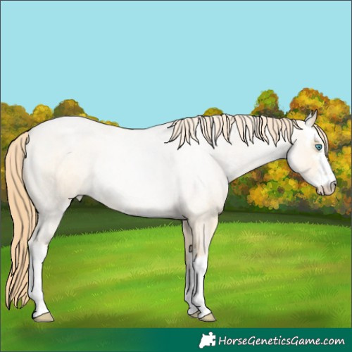 Horse Color:White Spotted Buckskin Roan Pearl Dun Rabicano 