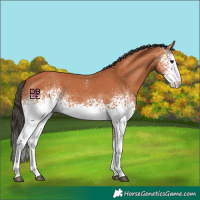 Horse Color:White Spotted Bay