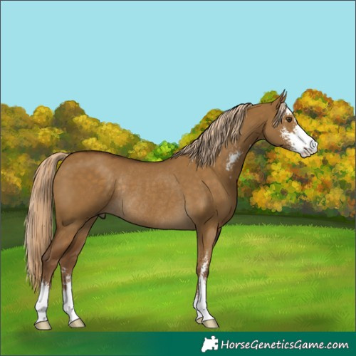 Horse Color:Chocolate Palomino Dun Sabino Rabicano 