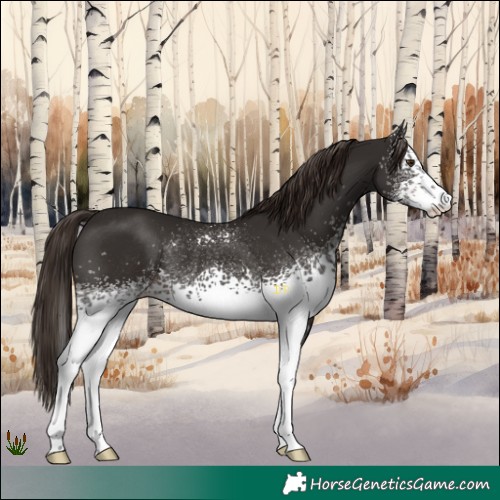 Horse Color:White Spotted Liver Chestnut Rabicano