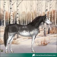 Horse Color:White Spotted Liver Chestnut Rabicano