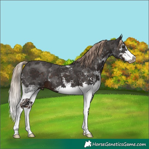 Horse Color:White Spotted Liver Chestnut Sabino Splash 