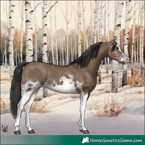 Horse Color:White Spotted Liver Red Dun