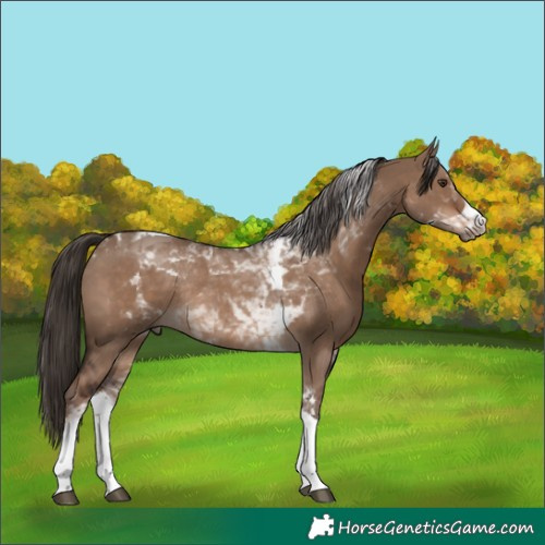 Horse Color:White Spotted Liver Red Dun Tobiano Rabicano 