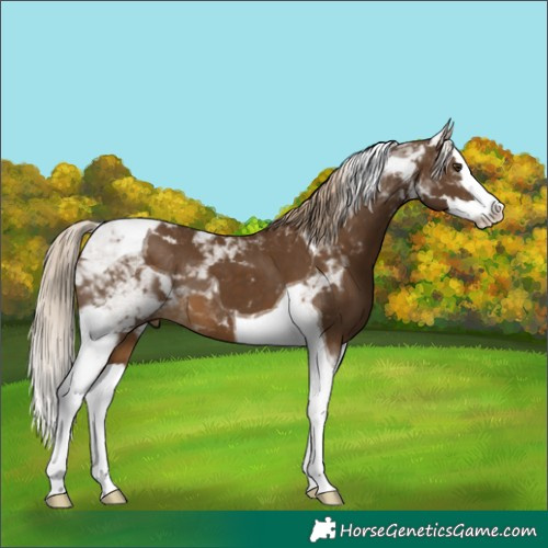 Horse Color:Chocolate Palomino Splash Tobiano 
