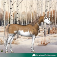 Horse Color:Chocolate Palomino Dun Sabino Splash Rabicano 