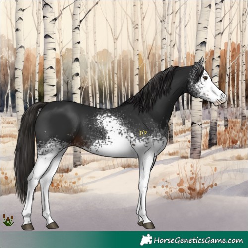 Horse Color:White Spotted Liver Chestnut