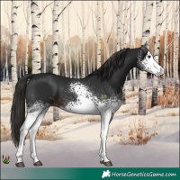 Horse Color:White Spotted Liver Chestnut