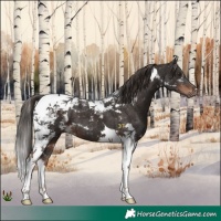 Horse Color:Liver Chestnut Tobiano