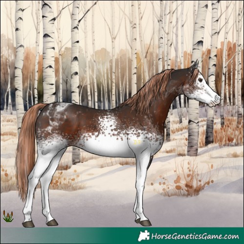 Horse Color:White Spotted Liver Chestnut Tobiano 