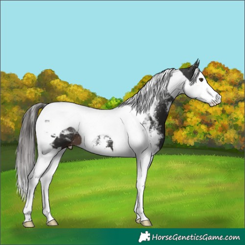 Horse Color:Liver Chestnut Sabino Splash Tobiano 