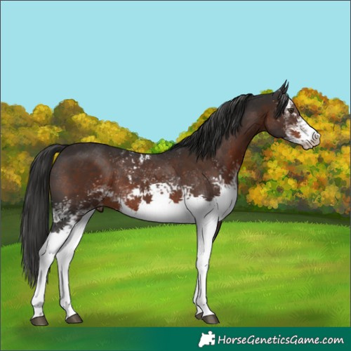 Horse Color:White Spotted Liver Chestnut Tobiano 