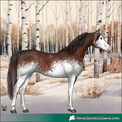 Horse Color:White Spotted Liver Chestnut