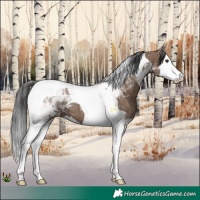 Horse Color:Liver Red Dun Splash Tobiano