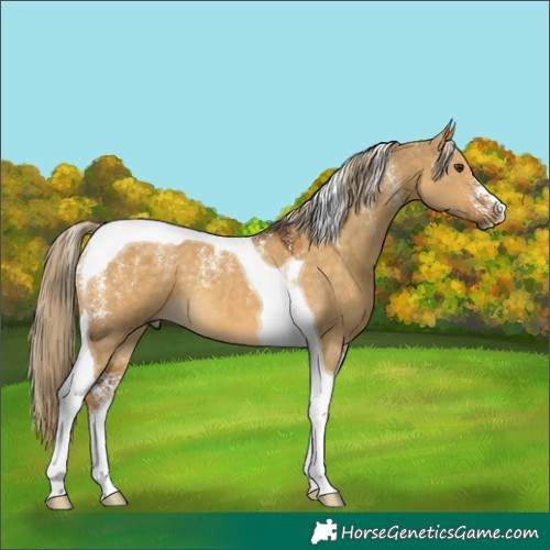 Horse Color:Powder White Chocolate Palomino Dun Tobiano 