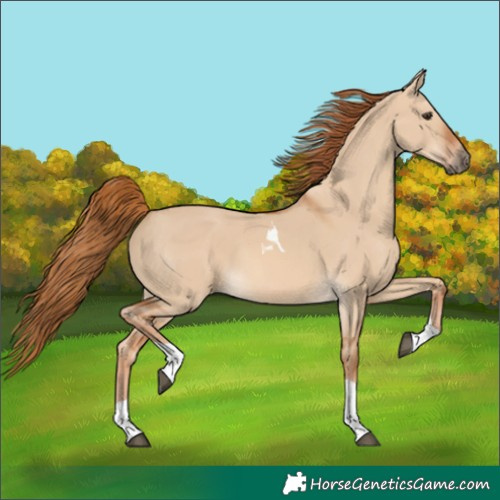 Horse Color:Red Dun Tobiano 