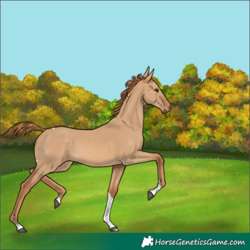 Horse Color:Red Dun Tobiano