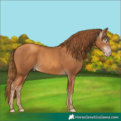 Horse Color:Gray Gold Champagne
