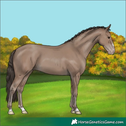 Horse Color:Classic Champagne 