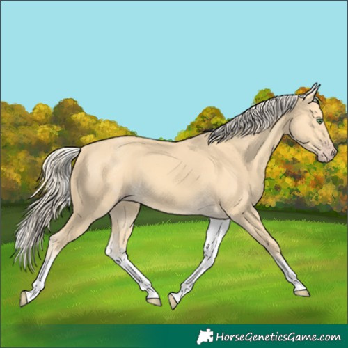 Horse Color:White Spotted Gold Cream Champagne 