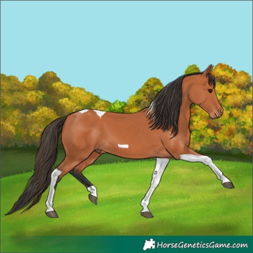 Horse Color:Bay Tobiano 