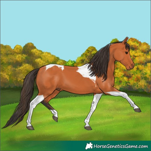 Horse Color:Bay Tobiano 