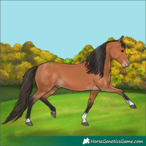 Horse Color:Bay Tobiano 