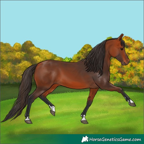 Horse Color:Bay 