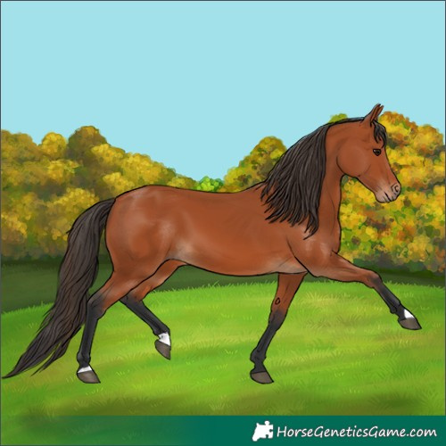 Horse Color:Bay 