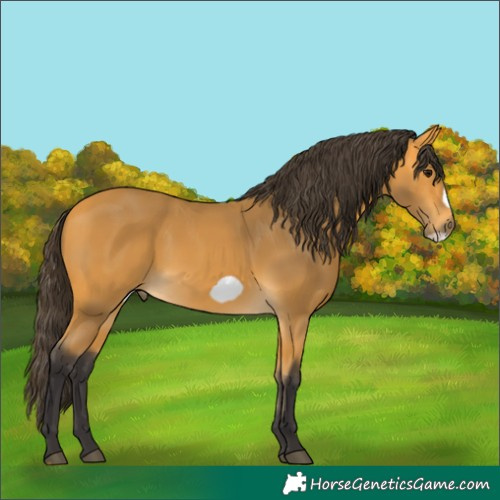 Horse Color:Buckskin Frame 