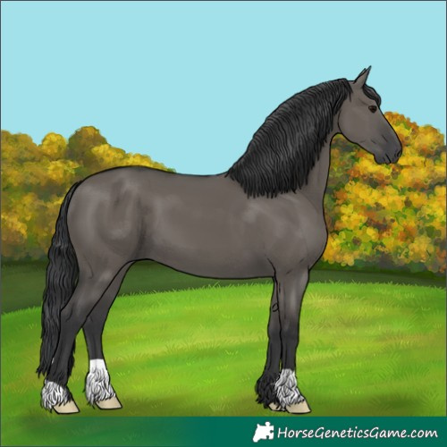 Horse Color:Grullo
