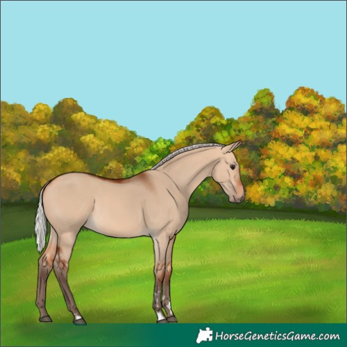 Horse Color:Silver Bay Dun
