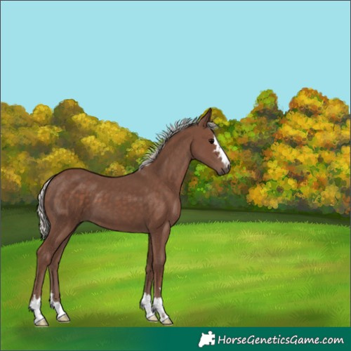 Horse Color:Silver Black 