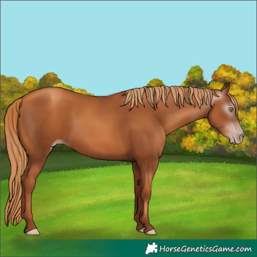 Horse Color:Gray Gold Champagne 