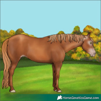 Horse Color:Gray Gold Champagne