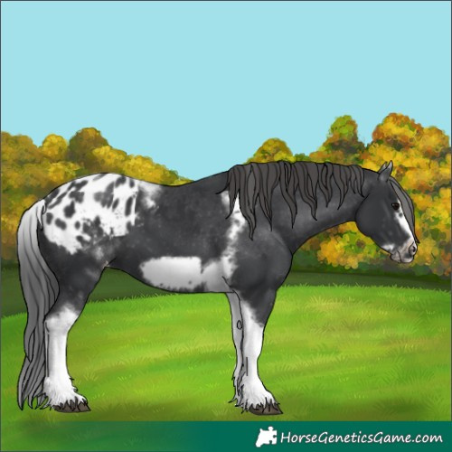 Horse Color:White Spotted Black Splash Tobiano Frame Appaloosa 