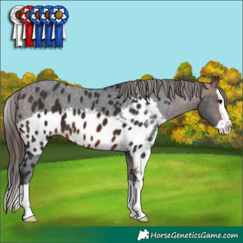 Horse Color:Brown Splash Skewed LP Spotted 