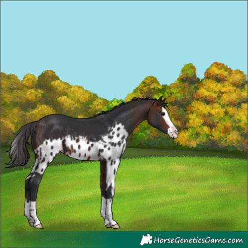 Horse Color:Brown Splash Skewed Appaloosa 