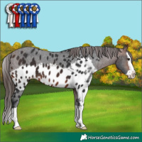 Horse Color:Brown Splash Skewed Appaloosa 