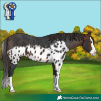 Horse Color:Brown Splash Skewed Appaloosa 