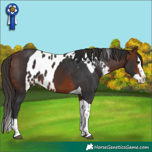 Horse Color:Bay Splash Tobiano Skewed Appaloosa 